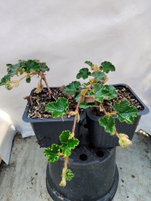 Ostružiník kalíškatý - Rubus hayata-koidzumii