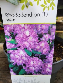 Rhododendron ALFRED