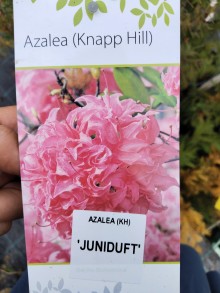 Azalka KH ´JUNIDUFT´