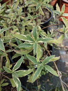 Komule davidova HARLEQUIN
