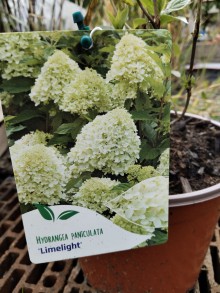 Hortenzie latnatá LIMELIGHT - K3