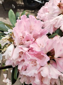 Rhododendron ´POLARIS´