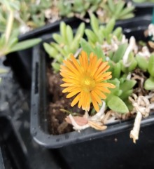 Delosperma GHOST RIDER