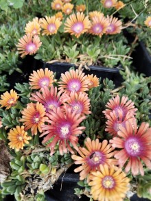 Delosperma NEW FIRE
