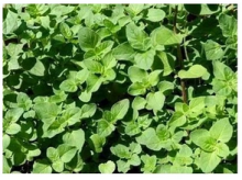 Dobromysl obecná (oregano) MARGERITHA