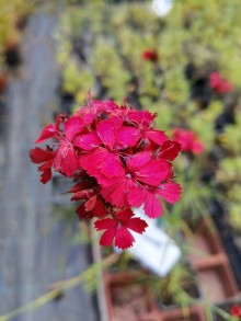 Hvozdík- Dianthus cruentus