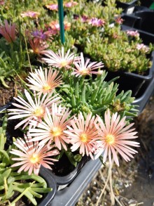 Delosperma KELAIDIS