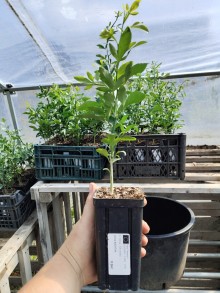 Citrumelo SACATON