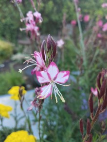 Svíčkovec - Gaura lindheimeri BELEZZA BICOLOR