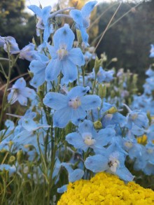 Ostrožka HUNKY DORY SKY BLUE