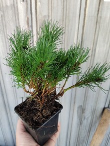 Borovice kleč var. pumilio - 10-20cm, K0,5