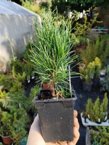 Borovice limba - 10-20cm, K0,5
