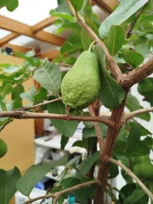 Kvajáva hrušková - Psidium guajava, K1,5