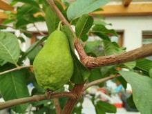Kvajáva hrušková - Psidium guajava, K9