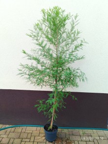 Tisovec dvouřadý, 160-200 cm