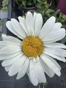 Kopretina SWEET DAISY CHRISTINE