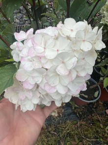 Hortenzie latnatá VANILLE FRAISE - 3 leté