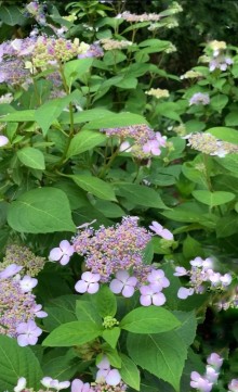 Hortenzie pilovitá 'Intermedia' - 2 leté
