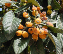Mišpule japonská - LOKVÁT - Eriobotrya japonica, 10-20cm, K