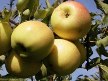 Jabloň SIRIUS® - M25