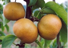 Hrušeň asijská (NASHI) NUTIIKA - kd.