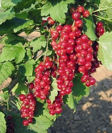 Rybíz červený HOLANDSKÝ ČERVENÝ - stromkový