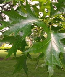 Dub bahenní 30-50cm