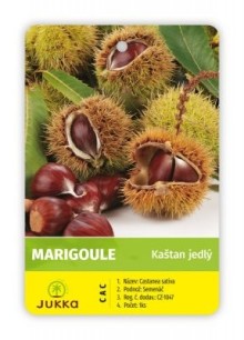 Kaštanovník setý MARIGOULE Kaštanovník setý MARIGOULE