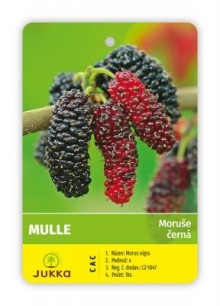 Moruše MULLE Moruše MULLE