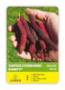 Moruše SISIPHUS EVERBEARING BOMBYX Moruše SISIPHUS EVERBEARING BOMBYX