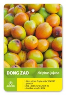 Cicimek čínský DONG ZAO - 50+ cm, K2 Cicimek čínský DONG ZAO - 50+ cm, K2