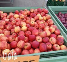 Jabloň GALA DECARLI ´fendeca´ ® - M7