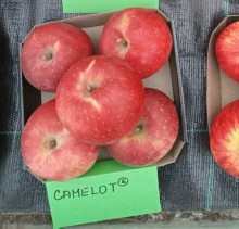 Jabloň CAMELOT M25