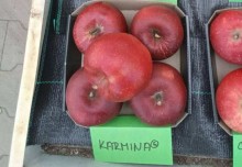 Jabloň KARMÍNA - M26