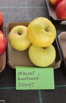 Jabloň sloupovitá SONET - M7