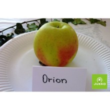 Jabloň ORION® - M26