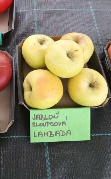 Jabloň sloupovitá LAMBADA - M7