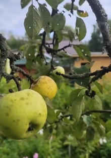 Jabloň ANTONOVKA - M26