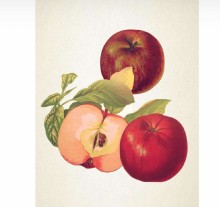 Jabloň MALINOVÉ HOLOVOUSKÉ - M26