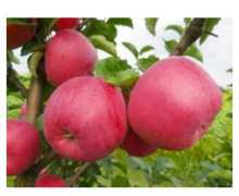 jabloň NUBIA- MM111