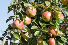 Jabloň ČISTECKÉ - OK 10-12cm, Arbotaška
