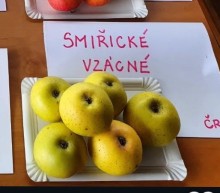 Jabloň SMIŘICKÉ VZÁCNÉ - M26