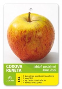 Jabloň COXOVA RENETA, OK 10-12, Arbotaška