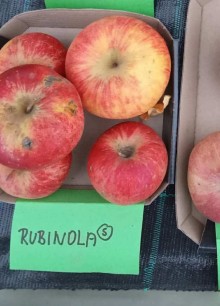 Jabloň RUBINOLA® - M25