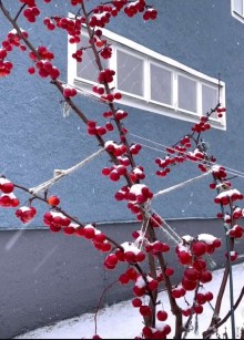 Jabloň okrasná - Red Sentinel - 2 leté