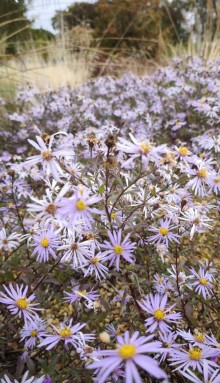 Hvězdnice pyrenejská 'Lutetia'