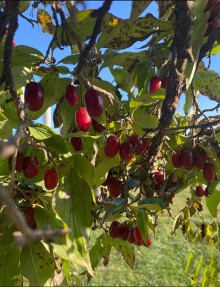 Dřín JOLICO - velkoplodý - 30-40 cm, K2