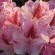 Rhododendron 'Cosmopolitan' (30-40cm-K4)