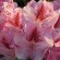 Rhododendron 'Cosmopolitan' (30-40cm-K5)