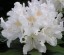 Rhododendron 'Cunningham White' (30-40cm-K5)